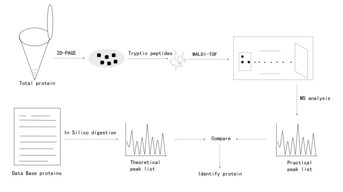 Figure 1. Schematic Diagram of Peptide Mass Fingerprinting Workflow